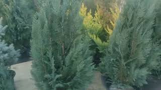 обзор наКипарисовик Лавсона Пелтс Блю Chamaecyparis lawsoniana Pelts Blue посадка и уход [upl. by Feilak576]