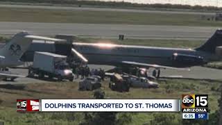 Arizona dolphins moved to St Thomas [upl. by Allecnirp]