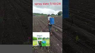 ಬಾಳೆಗೆ ಮೊದಲ ಸ್ಪ್ರೇ Banana first spray organic addshop agriculture [upl. by Hagile14]