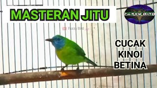 CUCAK KINOI BETINA SUARA KUMPLIT UNTUK MASTERAN faxxybird [upl. by Rosemary]