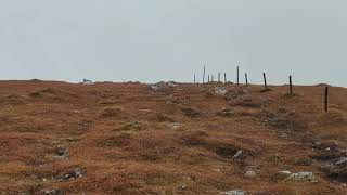 Ptarmigan flock near Ben Chonzie Summit [upl. by Egiaf]