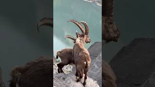 Ibex Goat 🐐 [upl. by Johnette]