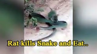 Hungry RAT kills and eats SNAKE in shocking video of China [upl. by Goeselt945]