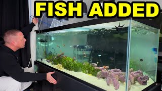 OVER 30 FISH ADDED to the saltwater algae AQUARIUM  The king of DIY [upl. by Anrahs]