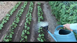 Larrosage au potager  être généreux avec les légumes qui vous le rendront [upl. by Naval]