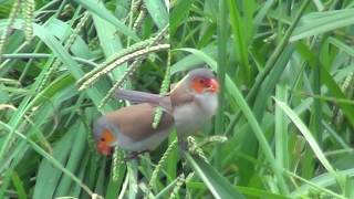 North American Wildlife  OrangeCheeked Waxbill a flock of around 15 birds [upl. by Brina]