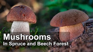 Mushroom Hunting  July 2023  Spruce and Beech Forest  Red capped scaber stalk  Scarletina bolete [upl. by Anoval]