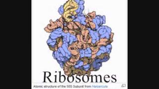 Evidence for Creation  Ribosomes [upl. by Hooper]