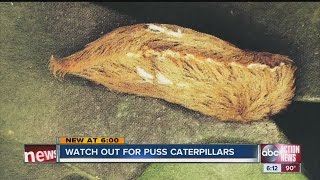 Florida Poison Control warns of puss caterpillar [upl. by Hermon]