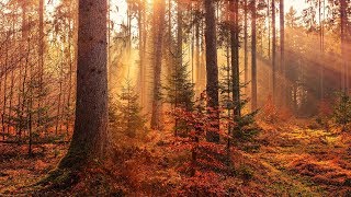 4 Stunden Waldgeräusche mit Vogelzwitschern in der Natur Naturgeräusche zum Einschlafen [upl. by Carmel686]