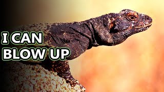 Chuckwalla facts with a name like that they must be interesting  Animal Fact Files [upl. by Alana]