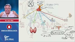 ENDOCRINOLOGÍA Esquemas de repaso Qx Medic 2023 [upl. by Ayna322]