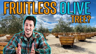 Fruitless Olive Trees  What Are the Options [upl. by Lanae]