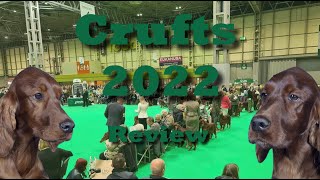 Crufts 2022  Irish Setter Review  wwwirishsetterorguk [upl. by Hayyim992]