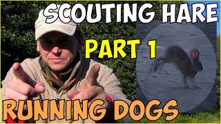 Running Dogs amp Scouting for Hare Hunting season  Part 1 [upl. by Ylenats]