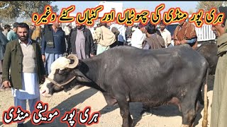 Male Female Buffaloes And Buffalo Calves Prices On Haripur Maweshi Mandi By My Life Channel [upl. by Standish]