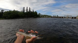 Fly Fishing for Landlocked Atlantic Salmon on the East Outlet [upl. by Yard]