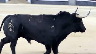 Salida 6º toro de FUENTE YMBRO quotINFRACTORquot  6octubre2024  Las Ventas [upl. by Jr810]