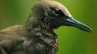 This Tree Lures And Kills Birds For Absolutely No Reason [upl. by Agnese]