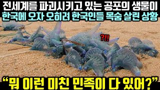 전세계를 파괴시키고 있는 공포의 생물이 한국에 오자 오히려 한국인들 목숨 살린 상황 [upl. by Sucy]