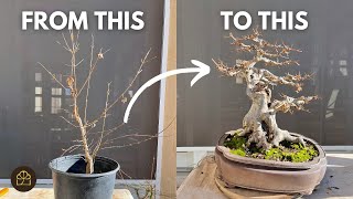 How to Turn a 3YearOld Tree to 25YearOld Bonsai [upl. by Gratt217]