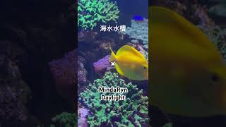 海水水槽の束の間✖︎ MindaRynDaylight [upl. by Ahsirtak10]