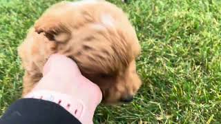 Hudson UPDATE  Toy Goldendoodle  Family Bred Puppies [upl. by Aluin836]