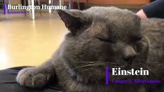 Burlington Humanes Featured Pet Einstein Unique amp Affectionate [upl. by Melquist]