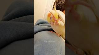 Adorable Cockatiel Milos Cookie Song Serenade 🎶🦜 cockatielscraze birdsinging milothecockatiel [upl. by Sonafets]