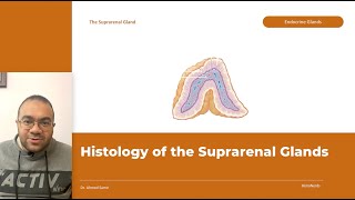 Histology of the Adrenal Glands [upl. by Mathis152]