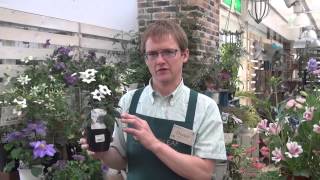 How to Grow and Care for Heliotrope [upl. by Reeba]