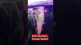 Rote Garnelen fressen Gurke [upl. by Tifanie]