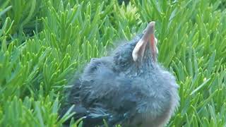 Baby Catbird HD [upl. by Ecnarolf]