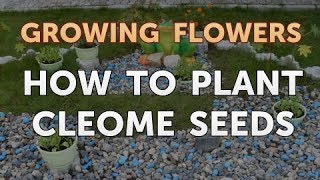 How to Plant Cleome Seeds [upl. by Hidie]