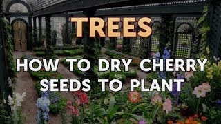 How to Dry Cherry Seeds to Plant [upl. by Woll]