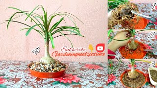 How To Make Nolina Palm As A Bonsai  Ponytail Palm Bonsai Making [upl. by Lehsar315]