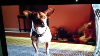 100 Sassy Chihuahuas  Funny Dog Compilation [upl. by Chaney]