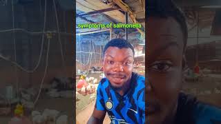 Symptoms of salmonella ajufarmsowerri broilers chicken poultry freshfeedmattersbroiler owerri [upl. by Neelhtak525]