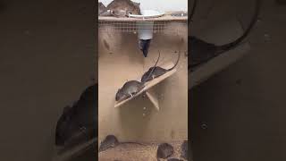 Easy mouse trapgood rat trap at home [upl. by Locke]