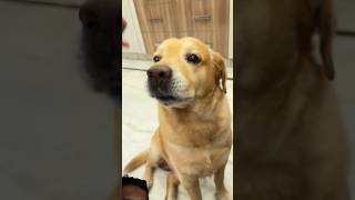 Lio ne vefar kha liya funny comedy dog food foodie varshamusic bellylaughs goodhumor [upl. by Otnas]