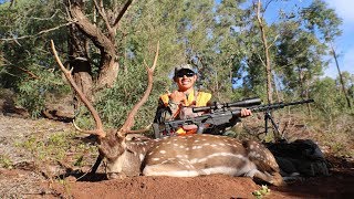 2017 Lanai Hawaii Axis Deer Hunting Recap  Ruger Precision Rifle 65 Creedmoor [upl. by Hcirdla]