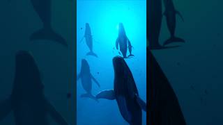 Balene incredibili 🐳🐋 2024 Shorts Youtubeshorts Shortsvideo Trending Viral Balena ItalyShorts [upl. by Jonette]