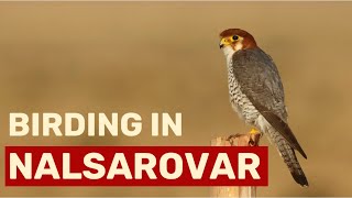 Birds of Nalsarovar  Bird Photography Trip [upl. by Attelrahs990]