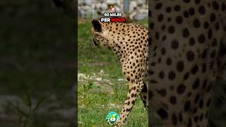 Cheetah Breaks World Record with 185Second Speedrun [upl. by Josy194]