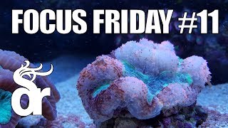 FF11  Coral Bleaching in your Reef Tank [upl. by Nadler260]