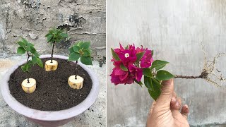 Try using banana to stimulate rooting to propagate bougainvillea [upl. by Fu]