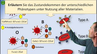 Aufgaben zu Blutgruppen und AntigenStrukturen  AFB II und AFB III  als Vorbereitung auf Prüfungen [upl. by Naitirb232]