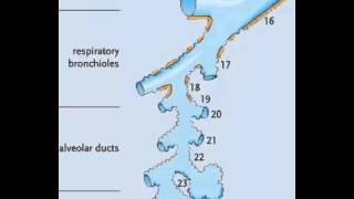 Terminal and respiratory bronchioles [upl. by Ingunna219]