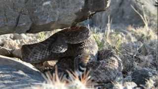 Rise Against Rattlesnake Roundups [upl. by Sami]