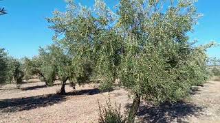 TRATAMIENTO DE OCTUBRE EN OLIVAR TRADICIONAL  Variedad Picual [upl. by Cheng]